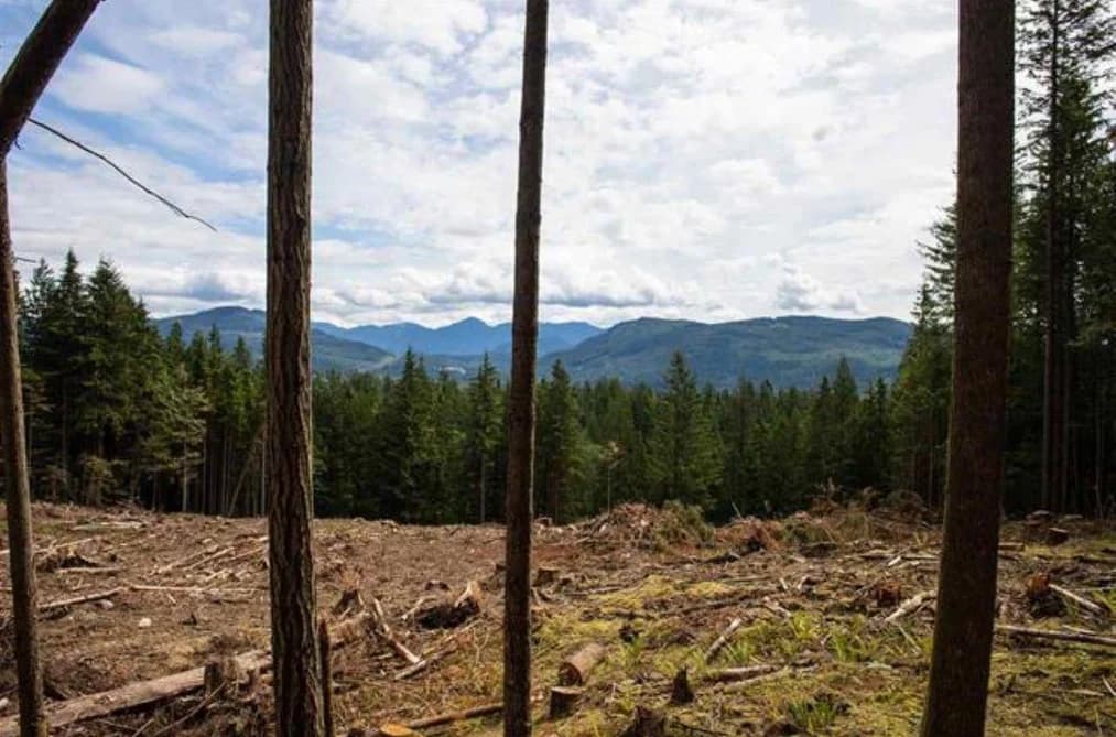 11533 WILSON STREET, Mission, BC — Land for Sale - Main Photo