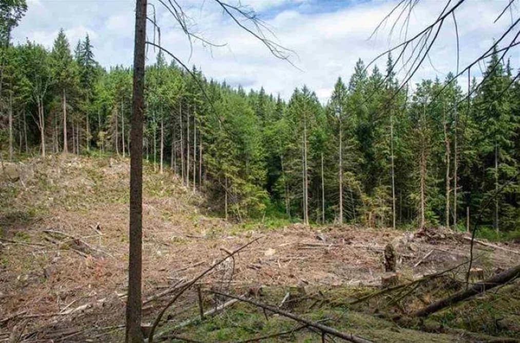 11533 WILSON STREET, Mission, BC — Land for Sale - Photo 2