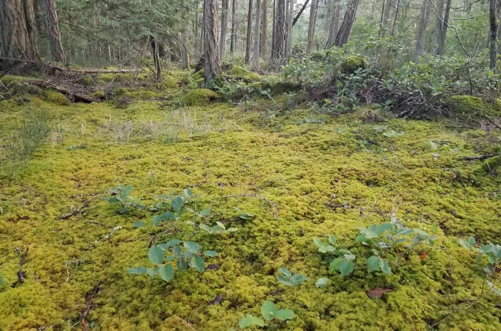 118 BURRILL ROAD, Galiano Island, BC — Residential for Sale - Photo 2