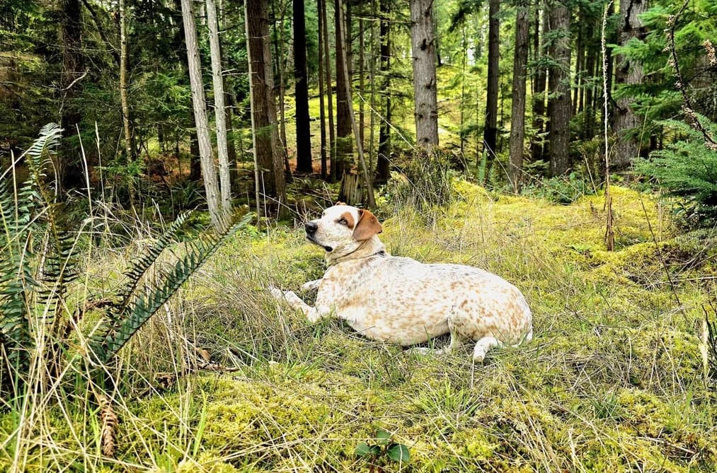 2070 CAPE DRIVE, Bowen Island, BC — Land for Sale - Main Photo