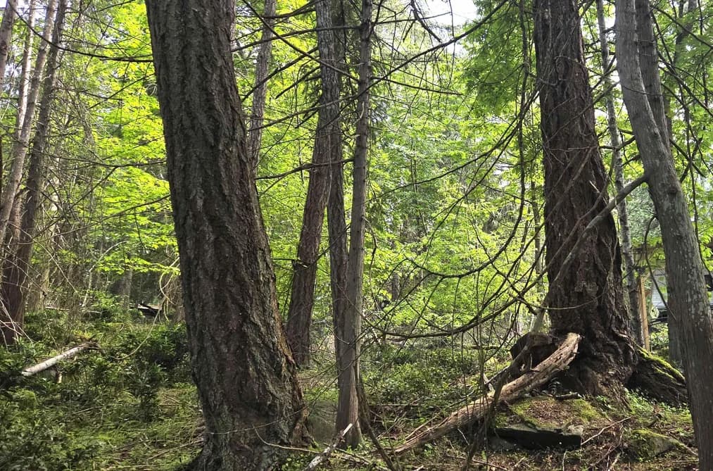 242 MARINERS WAY, Mayne Island, BC — Land for Sale - Main Photo