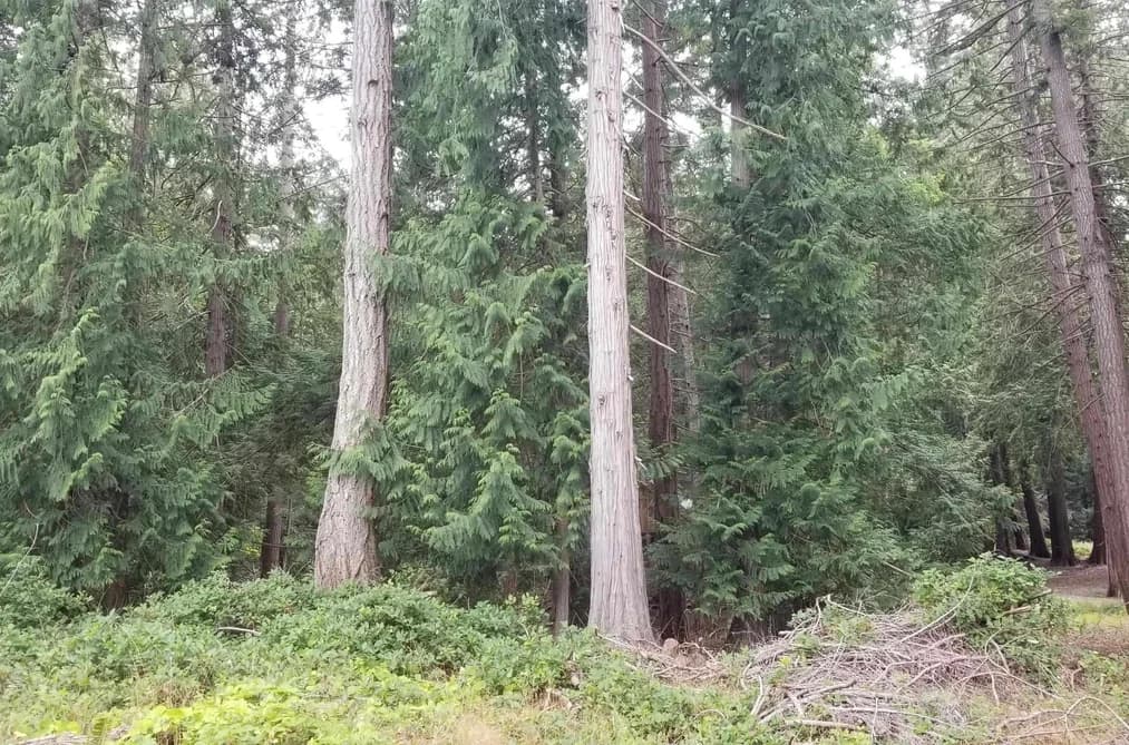 512 AYA REACH ROAD, Mayne Island, BC — Land for Sale - Photo 2