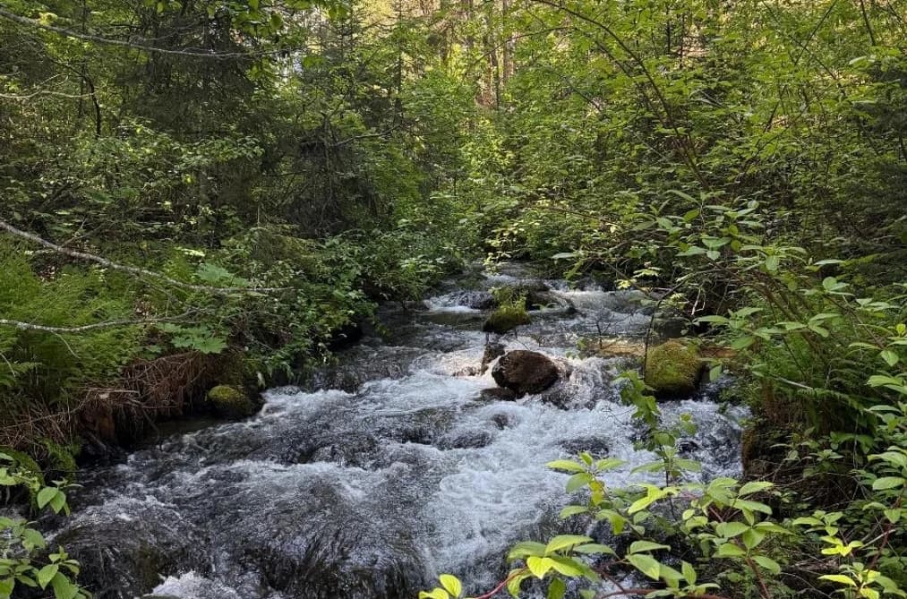 DL 2401 SUCKER LAKE ROAD, Birken, BC — Land for Sale - Photo 2